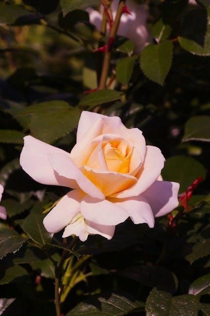 rose guide to the tabernacle